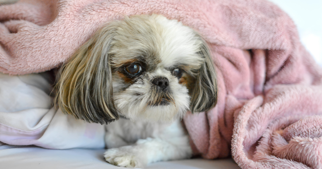 shih tzu puppy cost