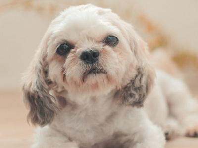 shih tzu puppy white