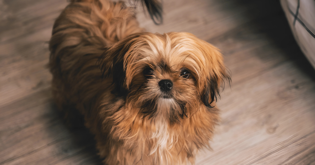 shih tzu adoption