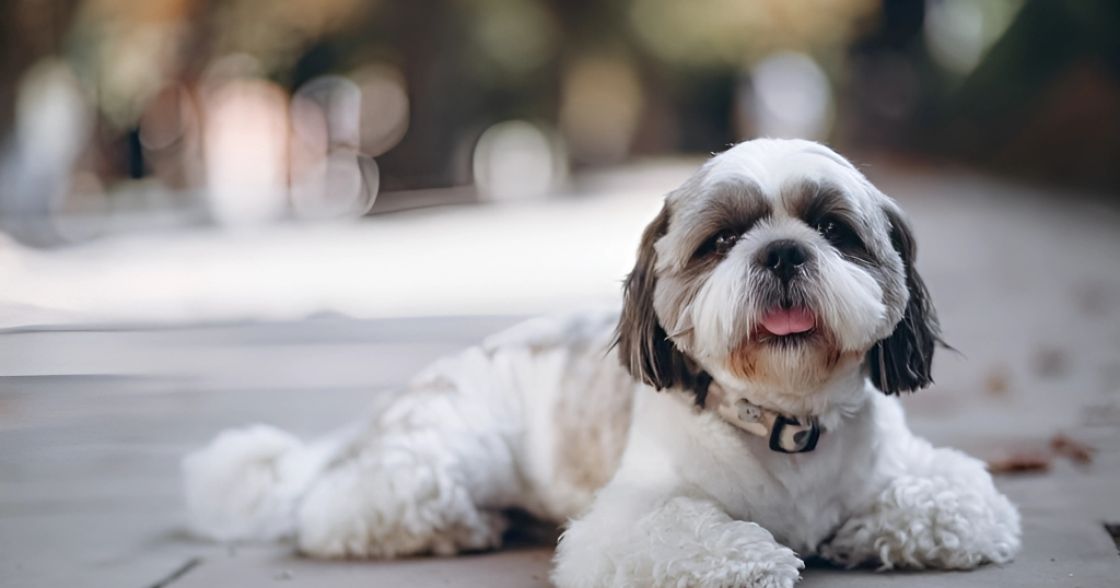 shih tzu puppies for sale in texas