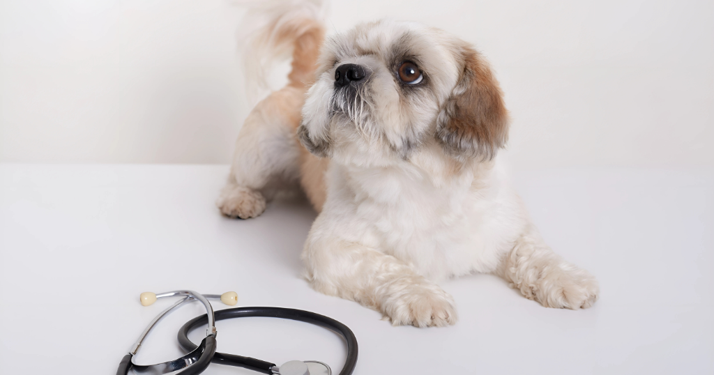 shih tzu puppy breed