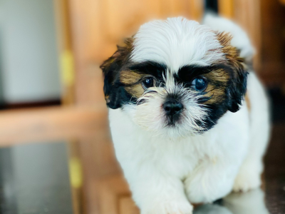 shih tzu puppy breed