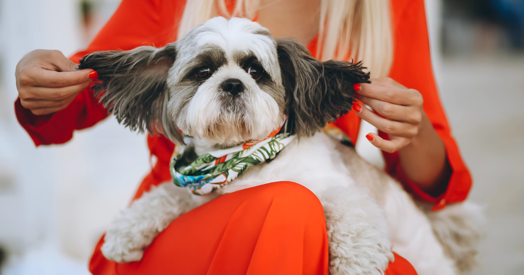 Shih Tzu puppy for Adoption