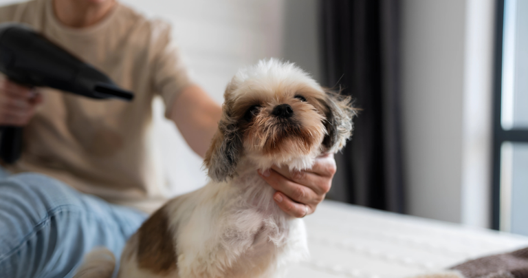 Shih Tzu Puppy