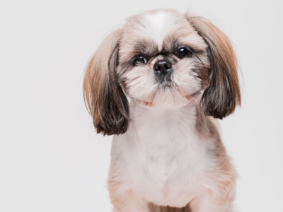 shih tzu puppy white