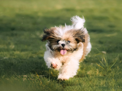 Shih Tzu Puppies San Antonio