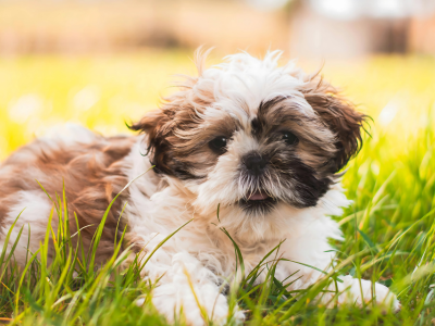 shih tzu puppy