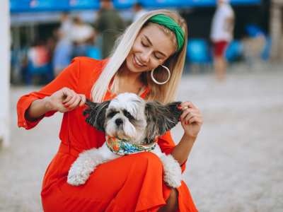 Shih Tzu puppyTexas