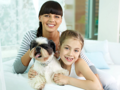 shih tzu puppies texas