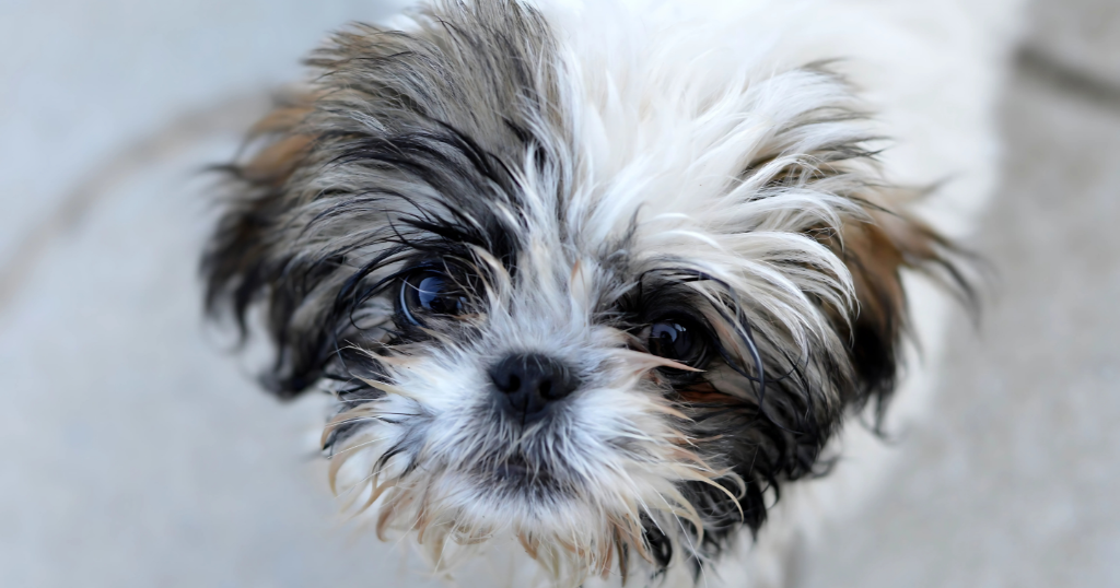 Shih Tzu Puppies in Houston texas