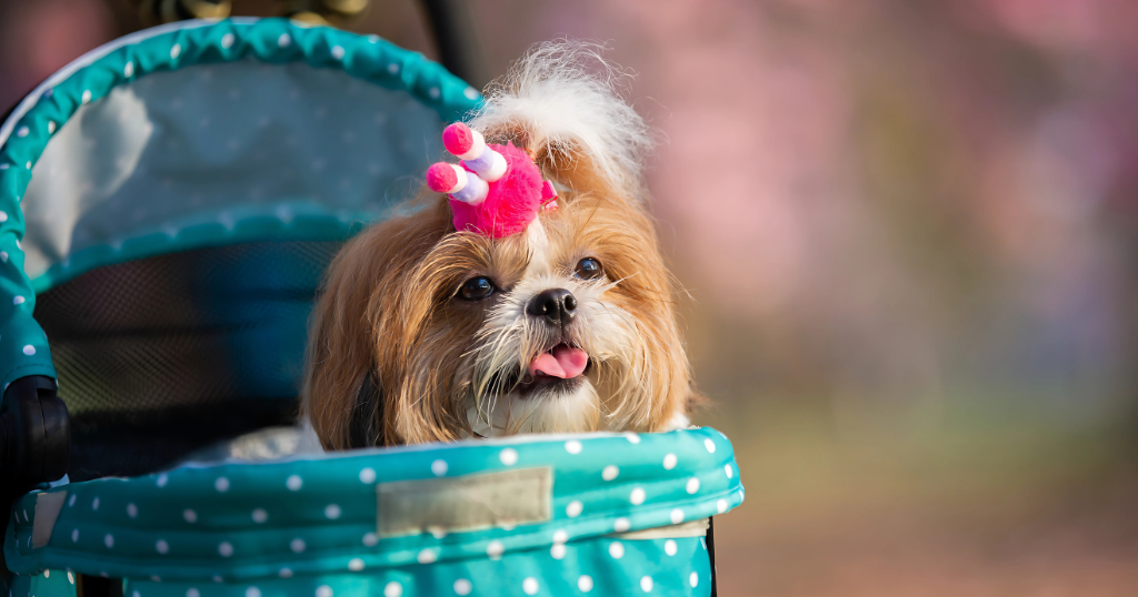 shih tzu puppies in houston texas