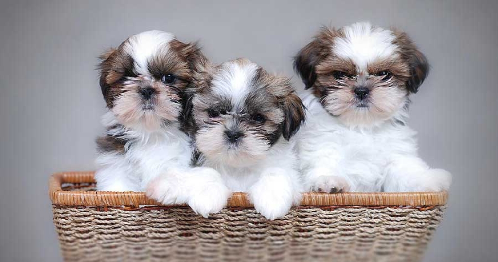 Shih Tzu puppies