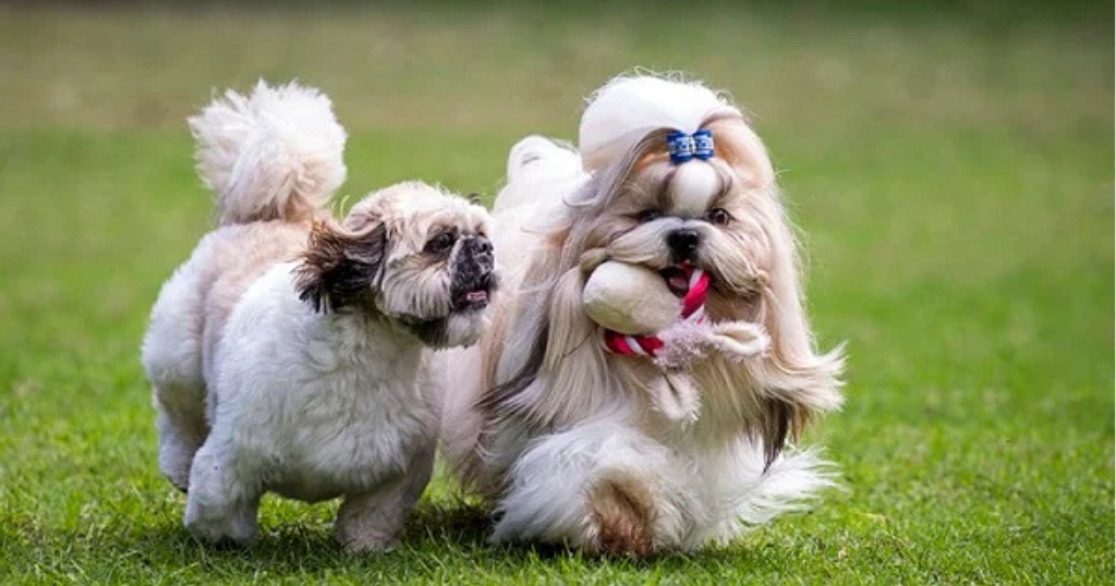 Shih Tzu Puppies (4)