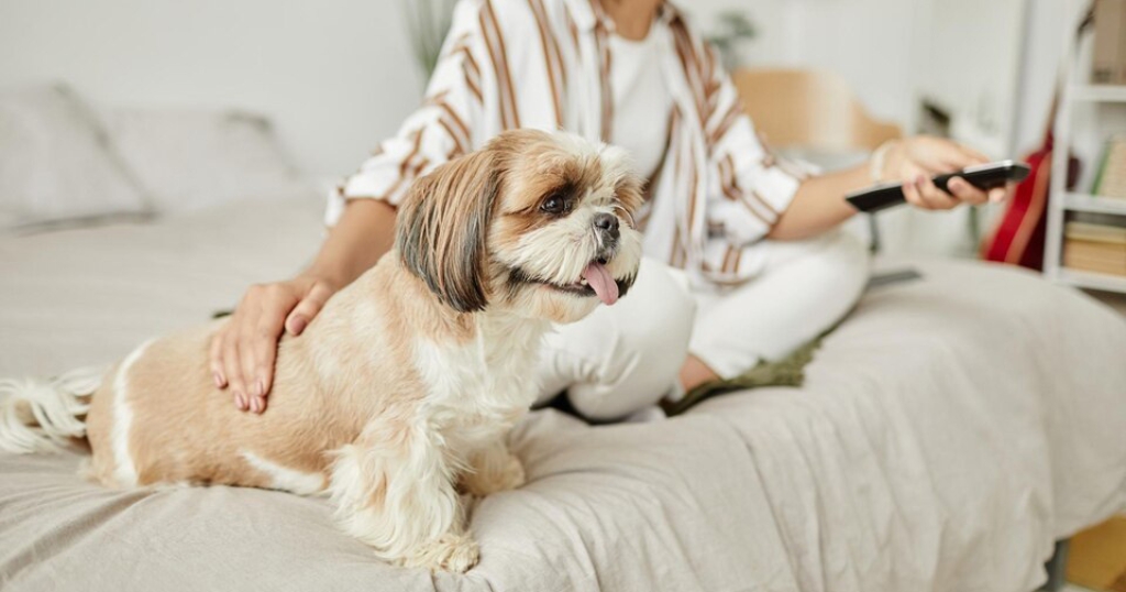 Shih Tzu Puppies (5)
