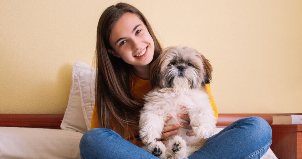 Shih Tzu Puppies