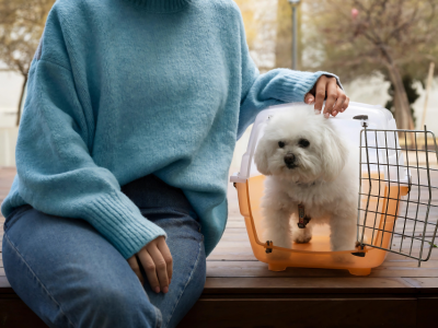 shih tzu puppy white