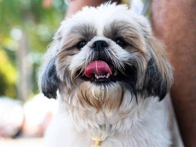 shih tzu puppy for adoption