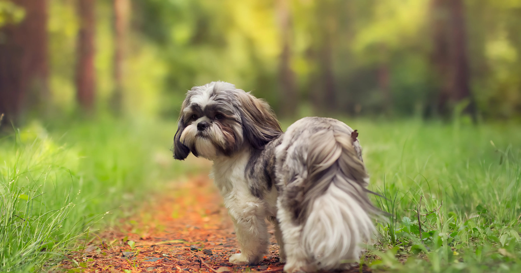 shih tzu puppies san antonio