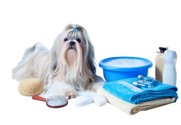 shih tzu puppy breed