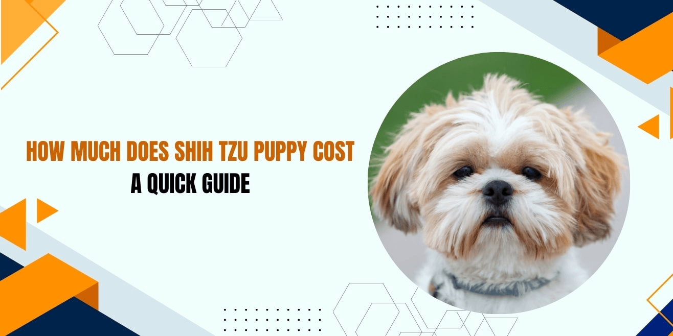 shih tzu puppy cost