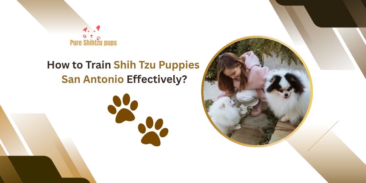 Shih Tzu Puppies San Antonio