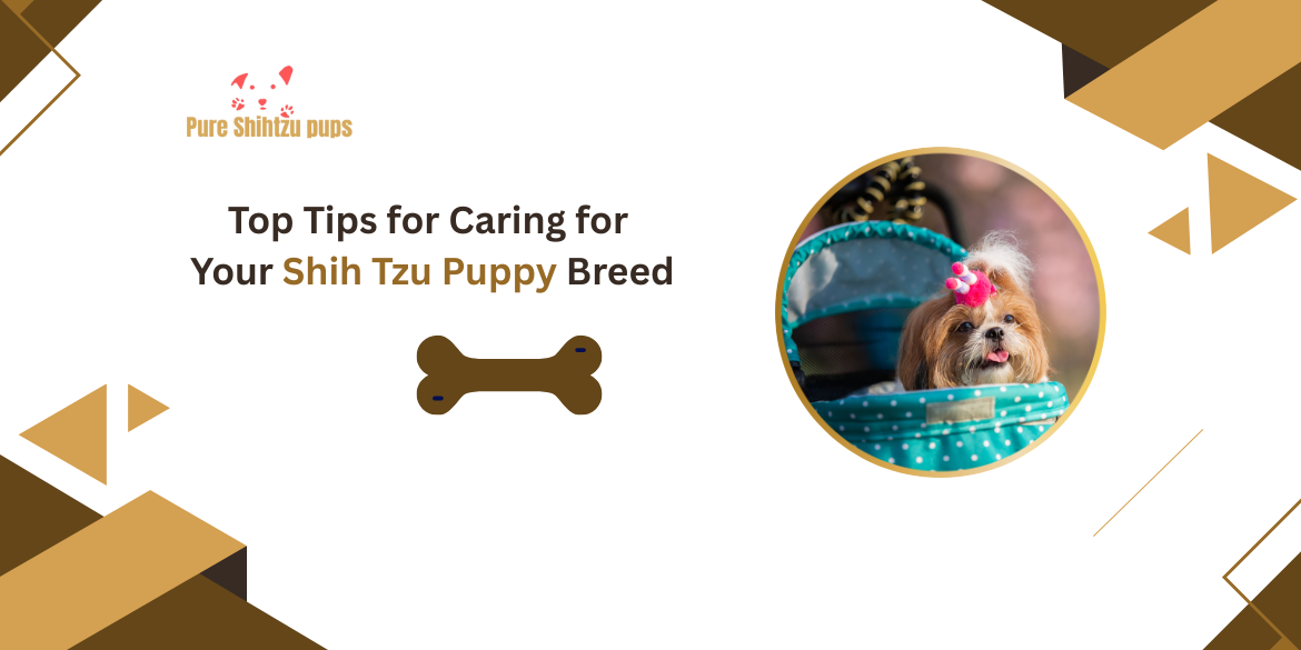 Shih Tzu Puppy Breed