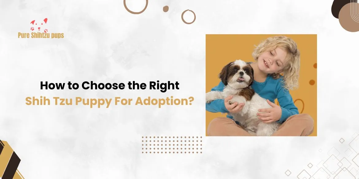 Shih Tzu Puppy for Adoption