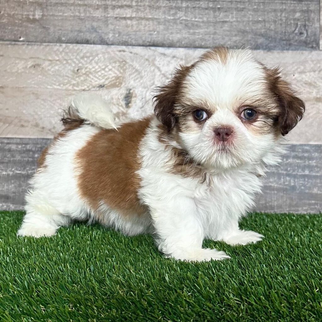 shih tzu puppy for sale